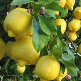 Yellow lemons hanging on a tree with green leaves