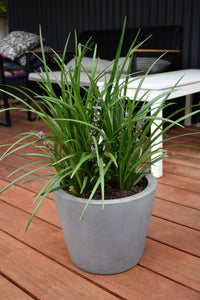 LIRIOPE EVERGREEN GIANT