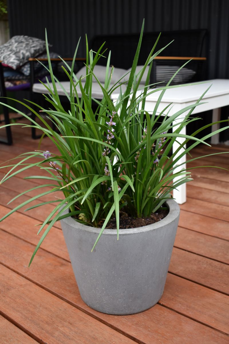 Grasses