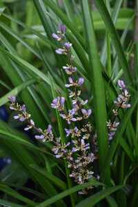 LIRIOPE EVERGREEN GIANT