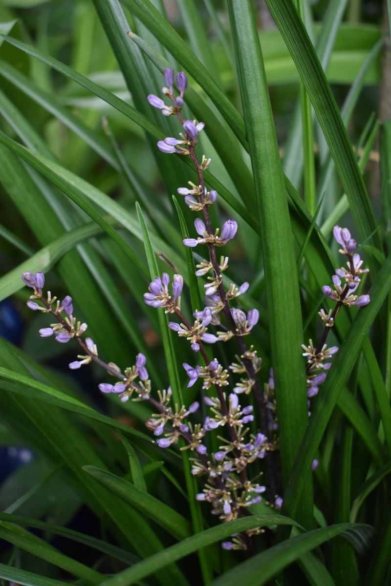 LIRIOPE EVERGREEN GIANT