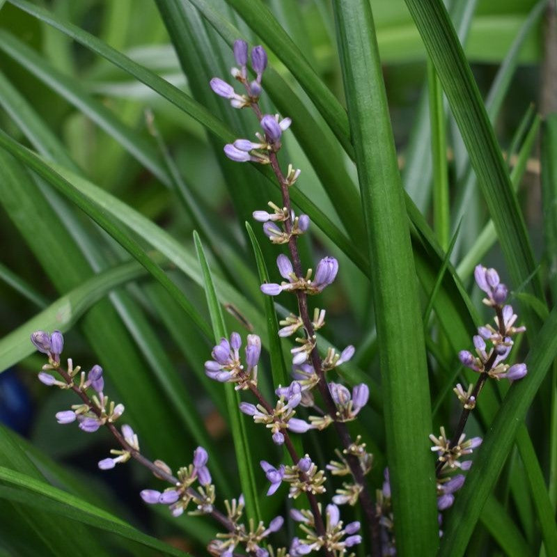 LIRIOPE EVERGREEN GIANT