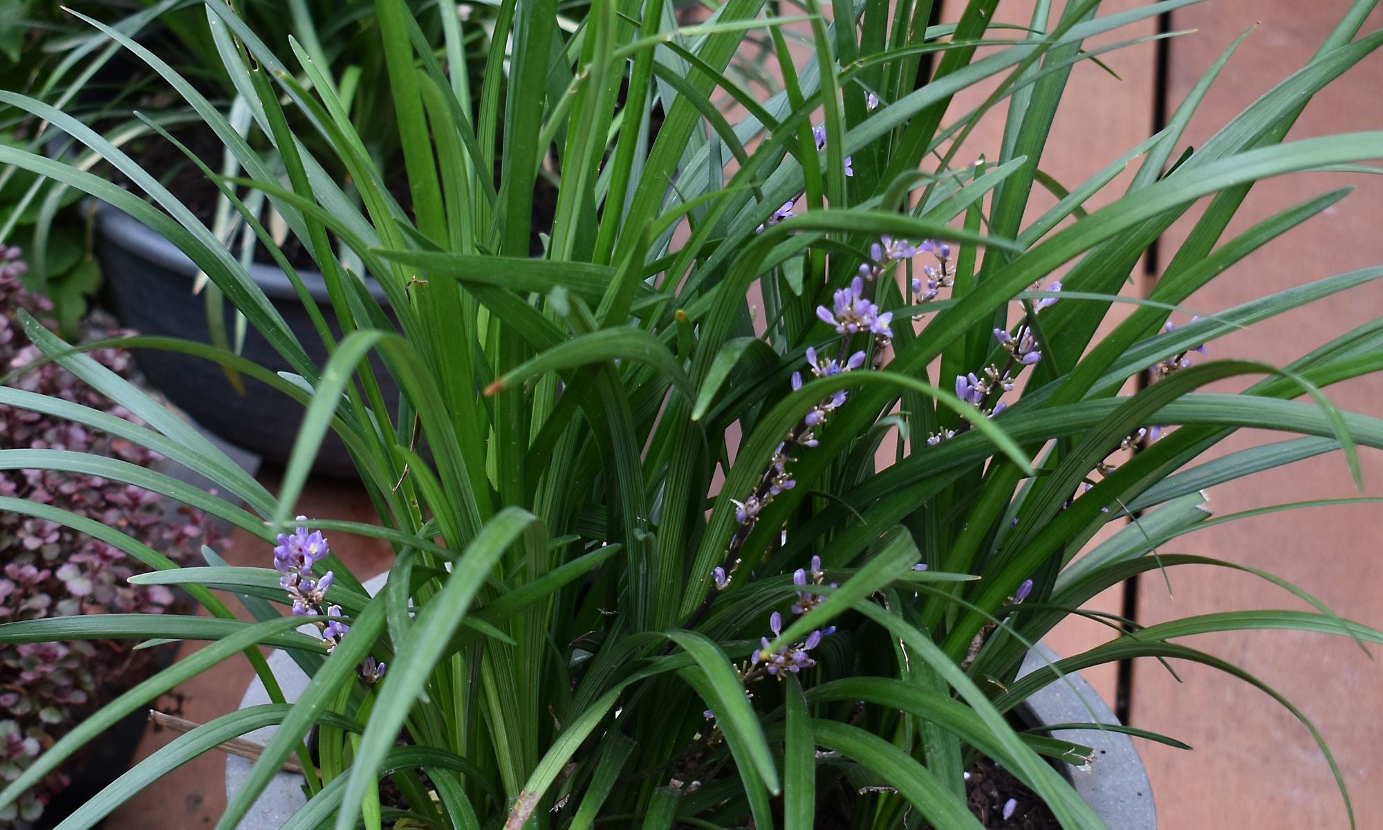 LIRIOPE EVERGREEN GIANT