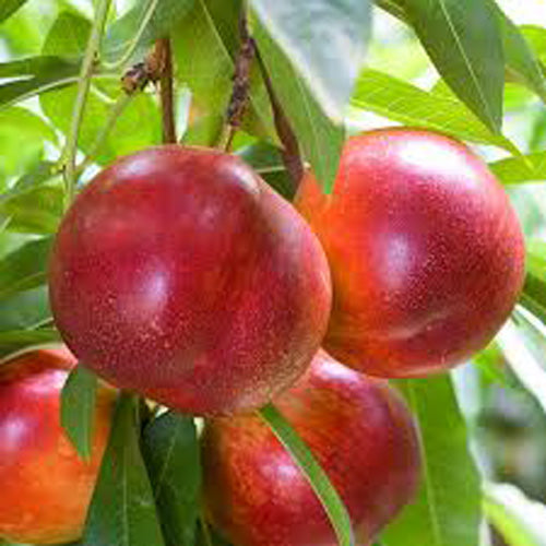 PRE ORDER -NECTARINE FANTASIA - BARE ROOTED