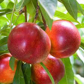 Fruit Trees Category