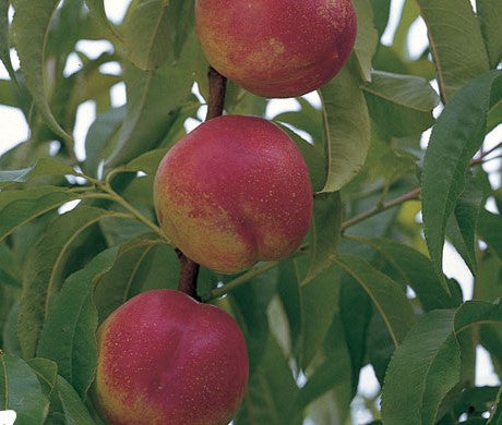 Dwarf Fruit Trees