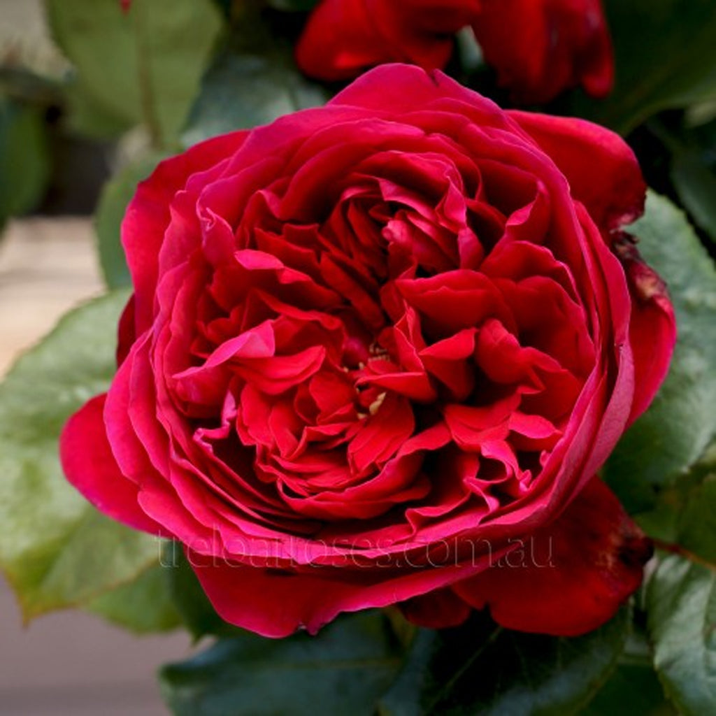 PRE ORDER - FATHERS LOVE - Bare Rooted