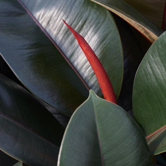 FICUS BURGUNDY