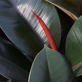 House Plants