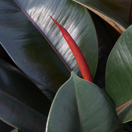 FICUS BURGUNDY 130MM