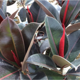 House Plants
