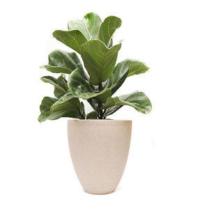 House Plants