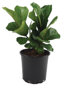 FICUS LYRATA 200MM