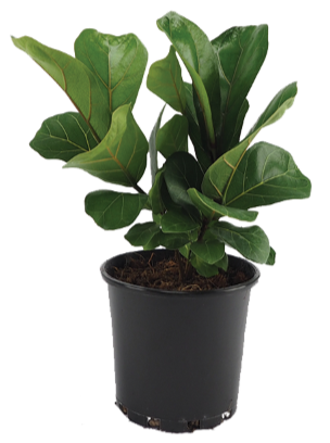 FICUS LYRATA 200MM