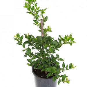FINGER LIME