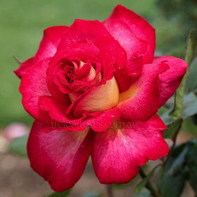 Roses