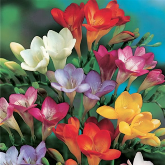 FREESIA GIANT PARIGO MIX 12PK