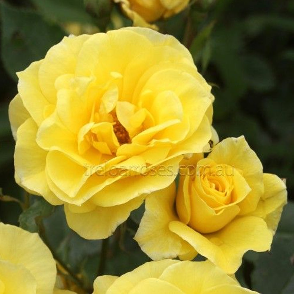 FRIESIA - Bare Rooted