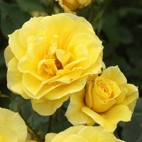 Roses