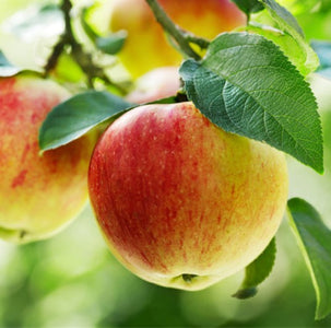 PRE ORDER - APPLE DWARF GALA - BARE ROOTED