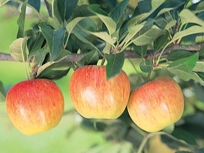PRE ORDER - APPLE DWARF GALA - BARE ROOTED