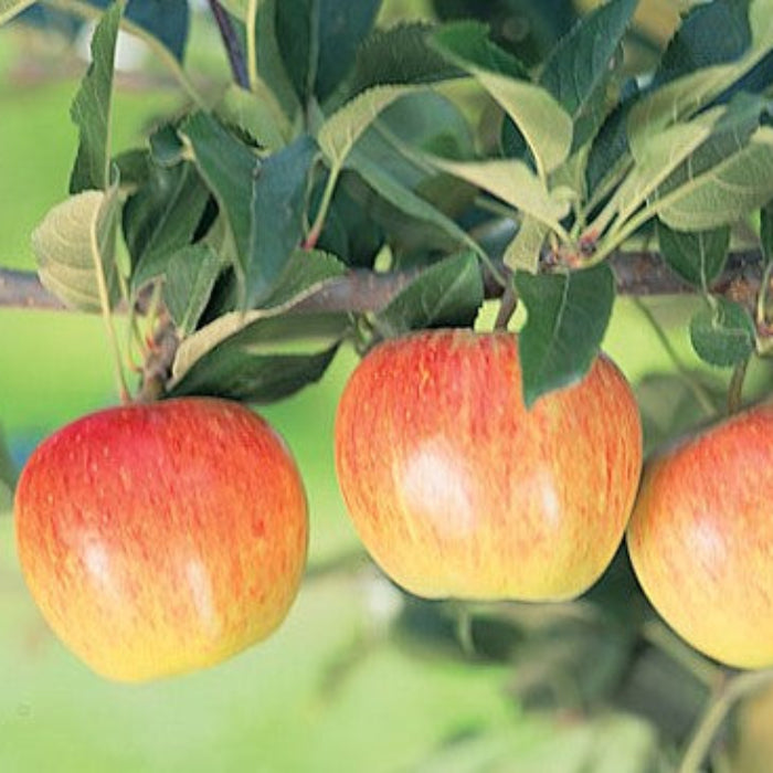 PRE ORDER - APPLE GALA - Bare Rooted