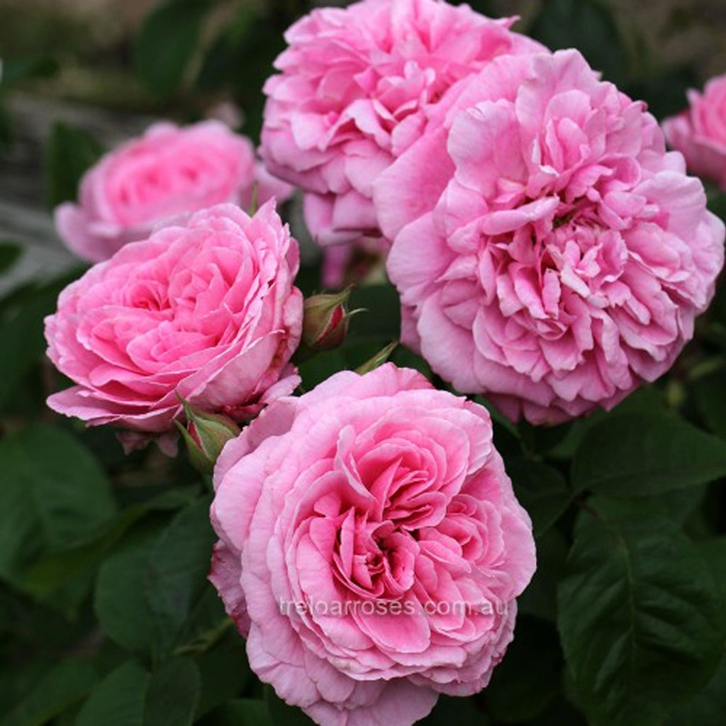 PRE ORDER - GERTRUDE JEKYLL DA - Bare Rooted
