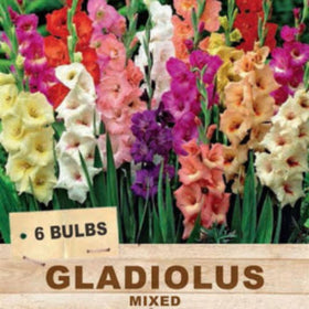 mixed gladioli
