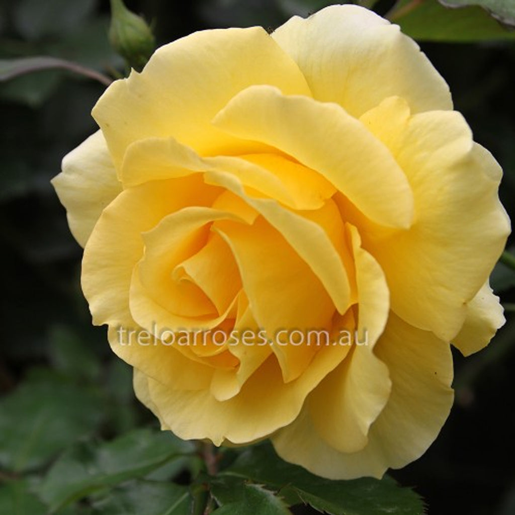 PRE ORDER - CLIMBING GOLD BUNNY - Bare Rooted