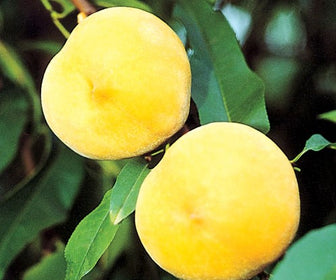 Fruit Trees Category