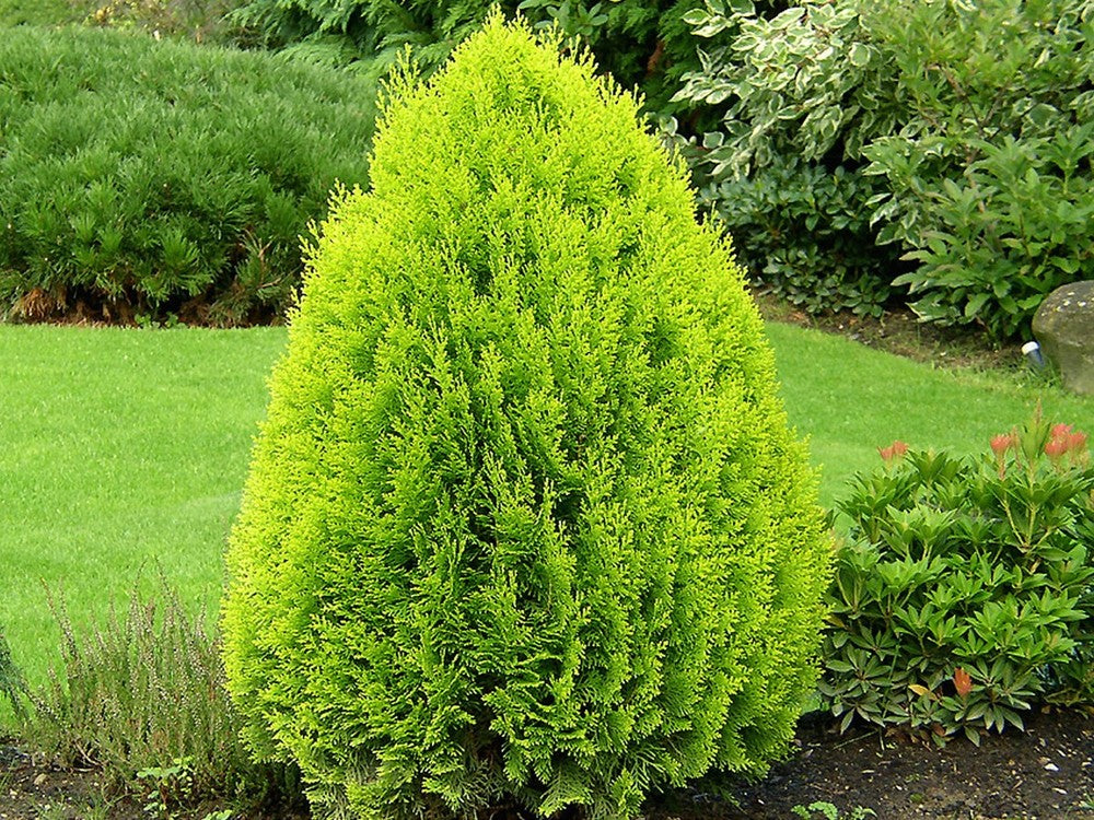 THUJA ORIENTALIS AUREA NANA