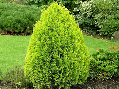THUJA ORIENTALIS AUREA NANA