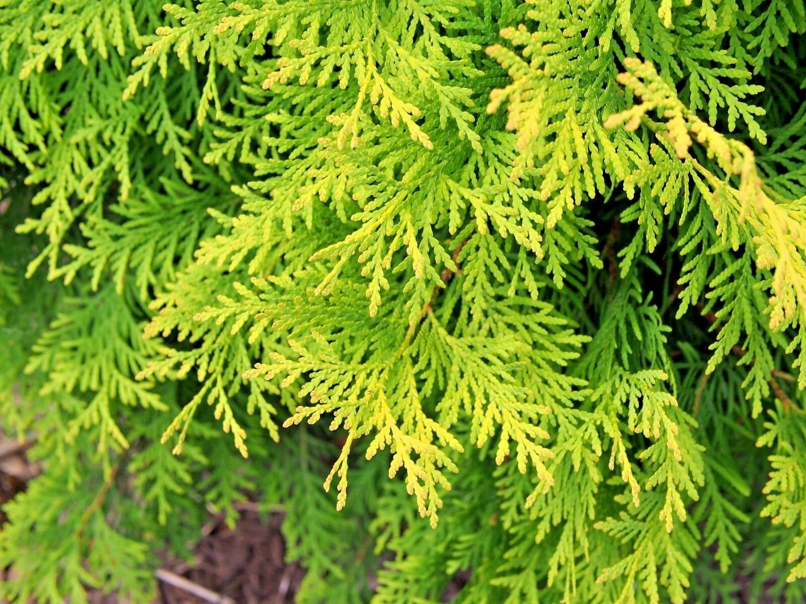 THUJA ORIENTALIS AUREA NANA