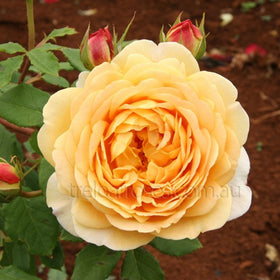 Roses