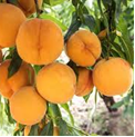 Fruit Trees Category