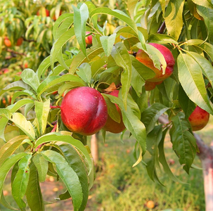 PRE ORDER - NECTARINE GOLDMINE - BARE ROOTED