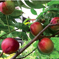 NECTARINE GOLDMINE - BARE ROOTED