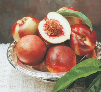 PRE ORDER - NECTARINE DWARF GOLDMINE - Bare Rooted