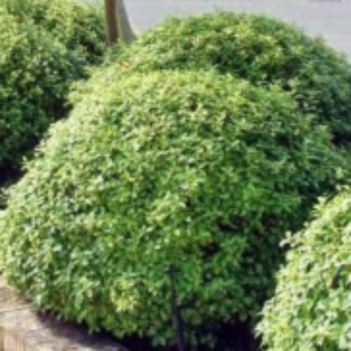 Plants