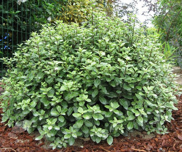 PITTOSPORUM GOLF BALL
