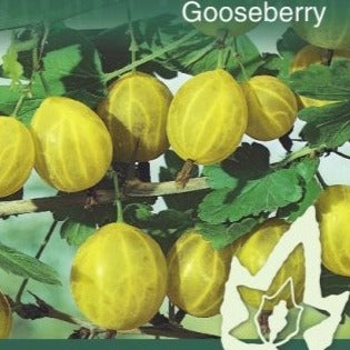 PRE ORDER - GOOSEBERRY CAPTIVATOR BAREROOTED