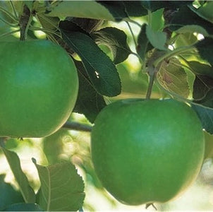 PRE ORDER - APPLE GRANNY SMITH - BARE ROOTED