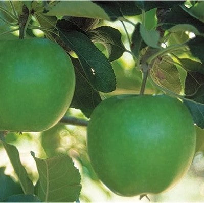 PRE ORDER - APPLE GRANNY SMITH - Bare Rooted
