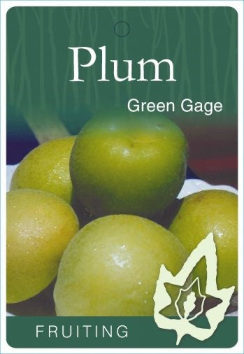 PRE ORDER -PLUM GREEN GAGE - BARE ROOTED