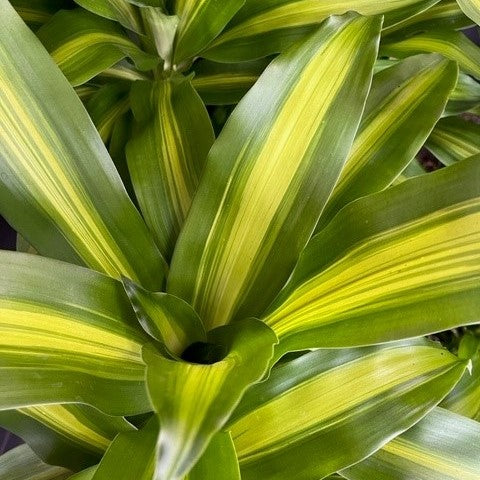 DRACENA HAPPY PLANT