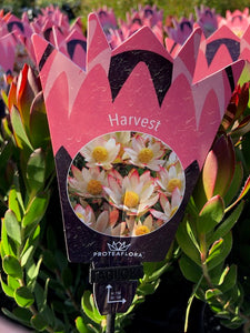 LEUCADENDRON HARVEST