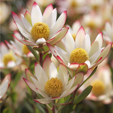 LEUCADENDRON HARVEST