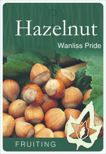 PRE ORDER -HAZELNUT AMERICAN WHITE SYN. WANLISS PRIDE - BARE ROOTED