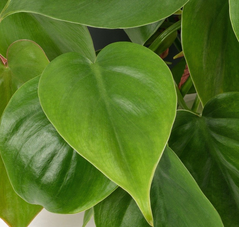 PHILODENDRON HEART LEAF