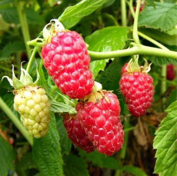 HERITAGE RASPBERRY - 10 canes